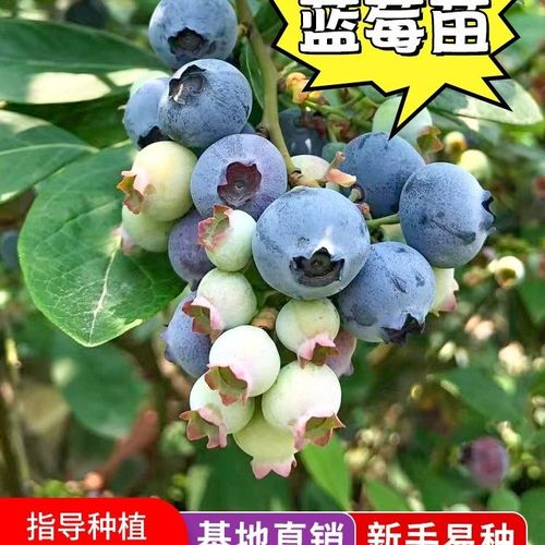 蓝莓树果苗南方种植盆栽北方结果蓝莓树苗四季地栽带土带果蓝莓苗