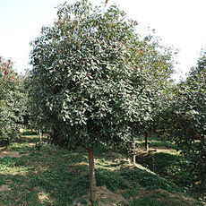 丝棉木 复叶槭 梓树 鄢陵县诚益种植苗木基地