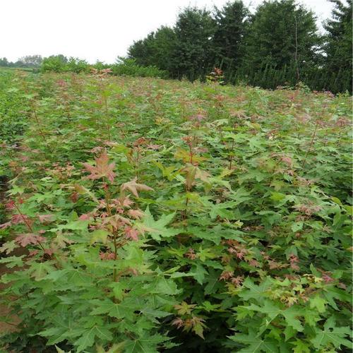 五角枫树苗圃可提供种植技术长期供应五角枫海彬五角枫山东现货