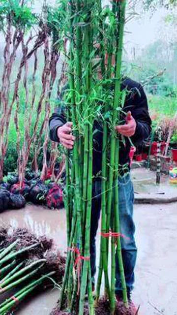 四季常青耐寒冷的耐寒竹 可以种植围墙 小区 农家小院 苗木销售