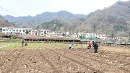 王家湾村:百亩荒地变良田 群众增收乐心田