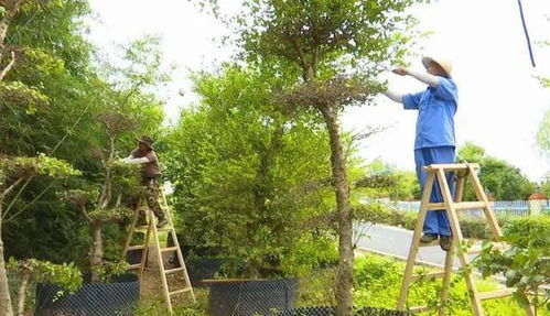 绿色周巷 从种苗木 卖苗木向赏风景转变