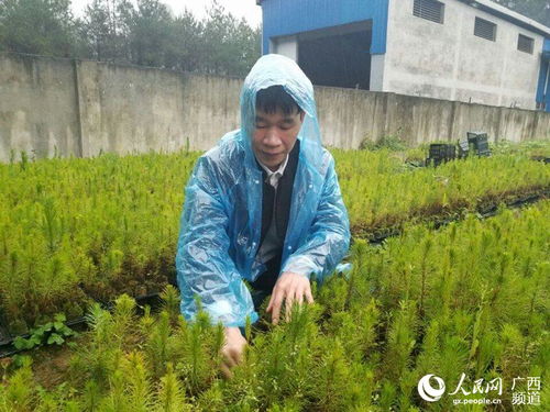 忻城 栽下 松 苗子 林木促脱贫