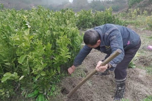 双牌 春耕正当时 苗木购销旺