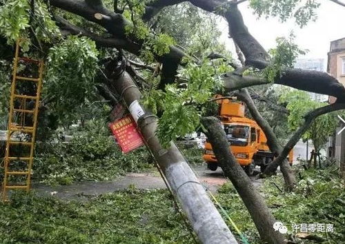 暖心 台风来袭,他们奋斗在一线