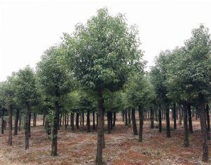 香樟树不贵 大面积种植可行