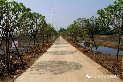 颍上:大力实施绿化提升行动 加快建设绿色景美家园_财经_网