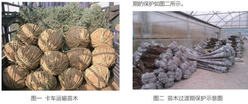 运输和栽植过程中的园林苗木保护方式研究