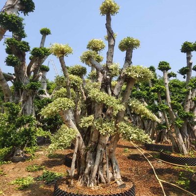 花叶星光榕树柱子 花叶榕柱 柱子造型星光榕树 柱形花叶榕造型树