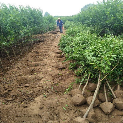 公园小区绿化点缀树 花石榴树 盆景造景素材