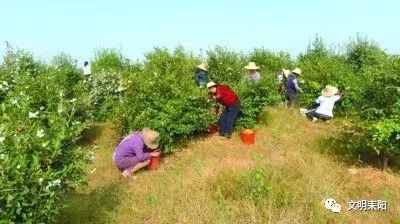 耒阳这个产业,必将为耒阳重回全省第一方阵,做出巨大贡献